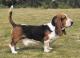 Australia Basset Hound Breeders, Grooming, Dog, Puppies, Reviews, Articles