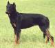 Australia Beauceron Breeders, Grooming, Dog, Puppies, Reviews, Articles