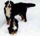 Australia Bernese Mountain Dog Breeders, Grooming, Dog, Puppies, Reviews, Articles