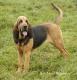 Australia Bloodhound Breeders, Grooming, Dog, Puppies, Reviews, Articles