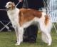 Australia Borzoi Breeders, Grooming, Dog, Puppies, Reviews, Articles