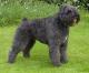 Australia Bouvier Des Flandres Breeders, Grooming, Dog, Puppies, Reviews, Articles