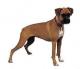 Australia Boxer Breeders, Grooming, Dog, Puppies, Reviews, Articles