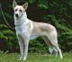 Australia Canaan Dog Breeders, Grooming, Dog, Puppies, Reviews, Articles