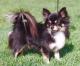 Australia Chihuahua Breeders, Grooming, Dog, Puppies, Reviews, Articles