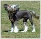 Australia Chinese Crested Breeders, Grooming, Dog, Puppies, Reviews, Articles