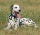 Australia Dalmatian Breeders, Grooming, Dog, Puppies, Reviews, Articles