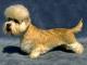 Australia Dandie Dinmont Terrier Breeders, Grooming, Dog, Puppies, Reviews, Articles
