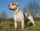 Ireland American Bulldog Breeders, Grooming, Dog, Puppies, Reviews, Articles
