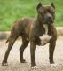 Ireland American Pit Bull Terrier Breeders, Grooming, Dog, Puppies, Reviews, Articles