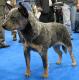 Ireland Australian Cattle Dog Breeders, Grooming, Dog, Puppies, Reviews, Articles
