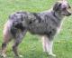 Ireland Australian Shepherd Breeders, Grooming, Dog, Puppies, Reviews, Articles