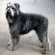 Ireland Bouvier Des Flandres Breeders, Grooming, Dog, Puppies, Reviews, Articles
