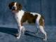 Ireland Brittany Breeders, Grooming, Dog, Puppies, Reviews, Articles