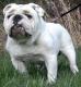 Ireland Bulldog Breeders, Grooming, Dog, Puppies, Reviews, Articles