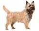 Ireland Cairn Terrier Breeders, Grooming, Dog, Puppies, Reviews, Articles