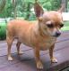 Ireland Chihuahua Breeders, Grooming, Dog, Puppies, Reviews, Articles