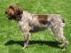 Ireland Wirehaired Pointing Griffon Breeders, Grooming, Dog, Puppies, Reviews, Articles