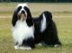 Ireland Tibetan Terrier  Breeders, Grooming, Dog, Puppies, Reviews, Articles