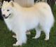 Ireland Samoyed  Breeders, Grooming, Dog, Puppies, Reviews, Articles