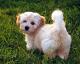 Philippines Havanese Breeders, Grooming, Dog, Puppies, Reviews, Articles