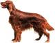 Philippines Irish Setter Breeders, Grooming, Dog, Puppies, Reviews, Articles