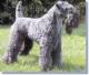 Philippines Kerry Blue Terrier Breeders, Grooming, Dog, Puppies, Reviews, Articles