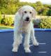 Philippines Labradoodle Breeders, Grooming, Dog, Puppies, Reviews, Articles
