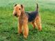 Philippines Lakeland Terrier Breeders, Grooming, Dog, Puppies, Reviews, Articles