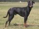 Philippines Manchester Terrier Breeders, Grooming, Dog, Puppies, Reviews, Articles