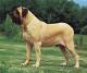 Ireland Mastiff Breeders, Grooming, Dog, Puppies, Reviews, Articles