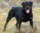 Ireland Rottweiler Breeders, Grooming, Dog, Puppies, Reviews, Articles