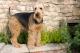 Ireland Airedale Terrier Breeders, Grooming, Dog, Puppies, Reviews, Articles
