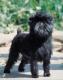 Indonesia Affenpinscher Breeders, Grooming, Dog, Puppies, Reviews, Articles