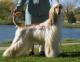 New Zealand Afghan Hound Breeders, Grooming, Dog, Puppies, Reviews, Articles