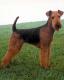 New Zealand Airedale Terrier Breeders, Grooming, Dog, Puppies, Reviews, Articles