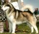 Indonesia Alaskan Malamute Breeders, Grooming, Dog, Puppies, Reviews, Articles