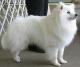 New Zealand American Eskimo Dog Breeders, Grooming, Dog, Puppies, Reviews, Articles