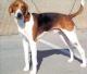 New Zealand American Foxhound Breeders, Grooming, Dog, Puppies, Reviews, Articles