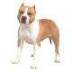 Indonesia American Staffordshire Terrier Breeders, Grooming, Dog, Puppies, Reviews, Articles