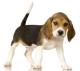 Indonesia Beagle Breeders, Grooming, Dog, Puppies, Reviews, Articles