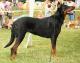 Indonesia Beauceron Breeders, Grooming, Dog, Puppies, Reviews, Articles