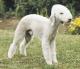 New Zealand Bedlington Terrier Breeders, Grooming, Dog, Puppies, Reviews, Articles