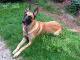 Indonesia Belgian Malinois Breeders, Grooming, Dog, Puppies, Reviews, Articles