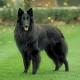 New Zealand Belgian Shepherd Breeders, Grooming, Dog, Puppies, Reviews, Articles