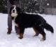 New Zealand Bernese Mountain Dog Breeders, Grooming, Dog, Puppies, Reviews, Articles