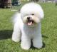 New Zealand Bichon Frise Breeders, Grooming, Dog, Puppies, Reviews, Articles