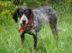 New Zealand Blue Tick Coonhound Breeders, Grooming, Dog, Puppies, Reviews, Articles