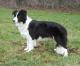 New Zealand Border Collie Breeders, Grooming, Dog, Puppies, Reviews, Articles