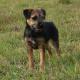 New Zealand Border Terrier Breeders, Grooming, Dog, Puppies, Reviews, Articles